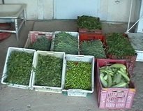 نورمراد، خاطره یی زیبا در قاب‌ دل انگیز شرافت